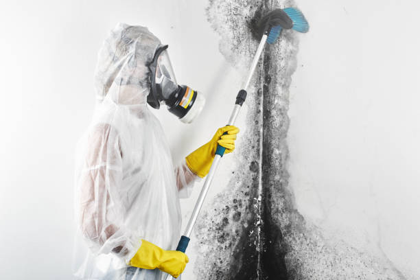 Reliable Sulphur Springs, AR Mold Removal Solutions